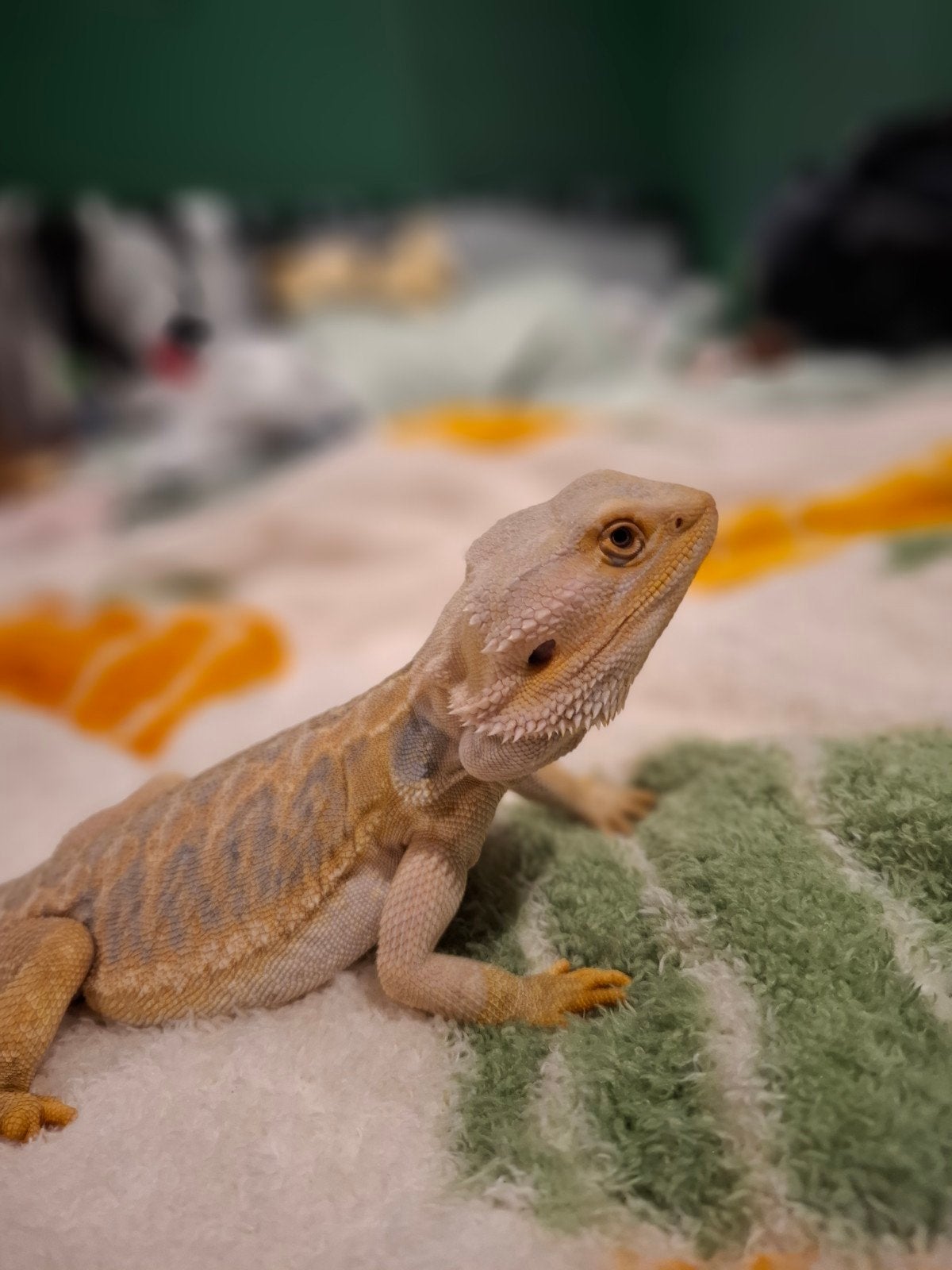 Leatherback baardagaam Bearded Dragon photo 7