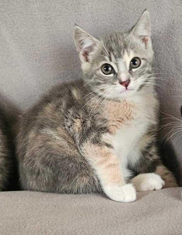 schattige kittens met Brits bloed, Dieren en Toebehoren, Meerdere dieren, Kortharig, 0 tot 2 jaar
