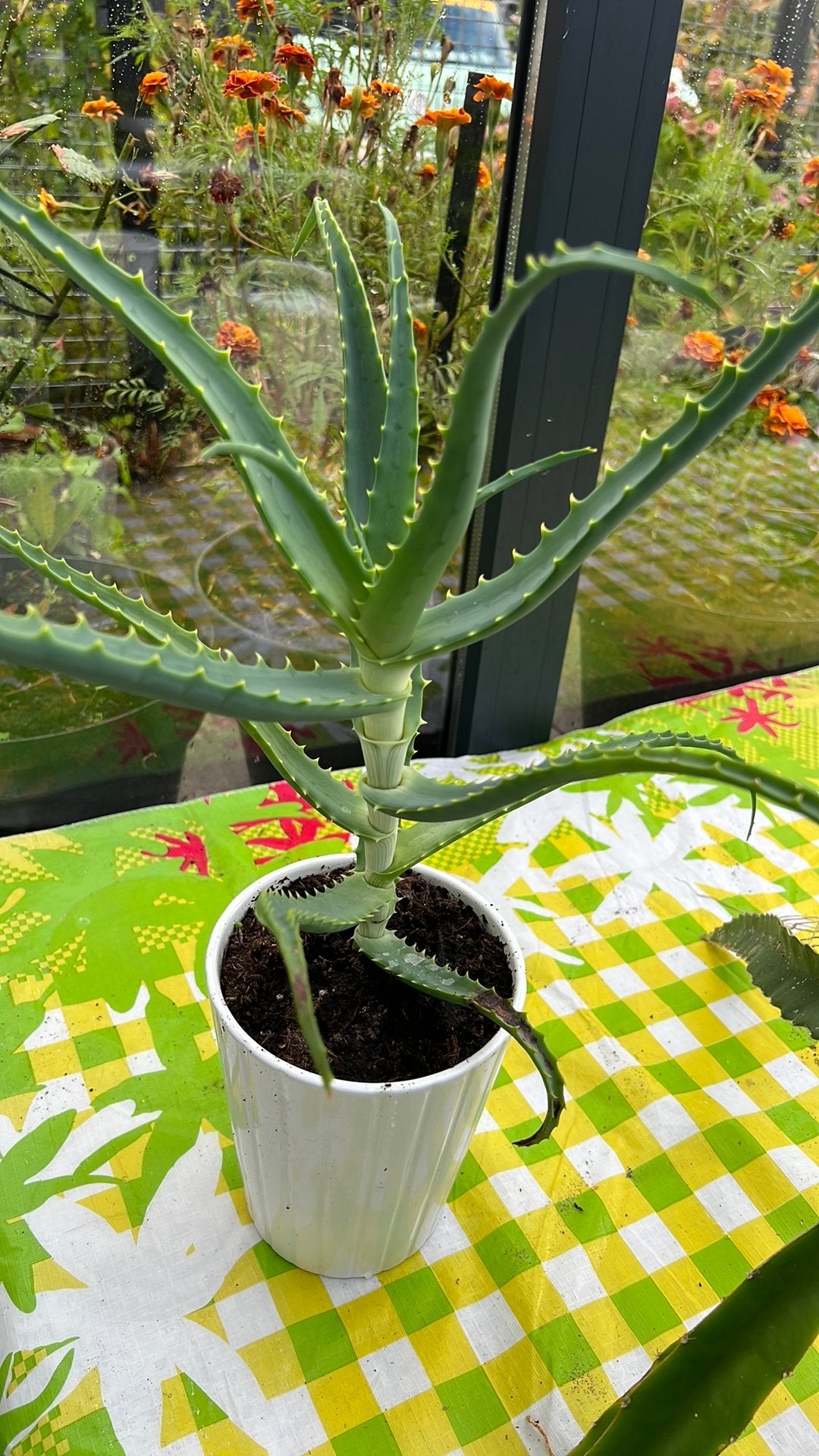 AleoVera  met pot €8, Huis en Inrichting, Ophalen, Halfschaduw, Minder dan 100 cm