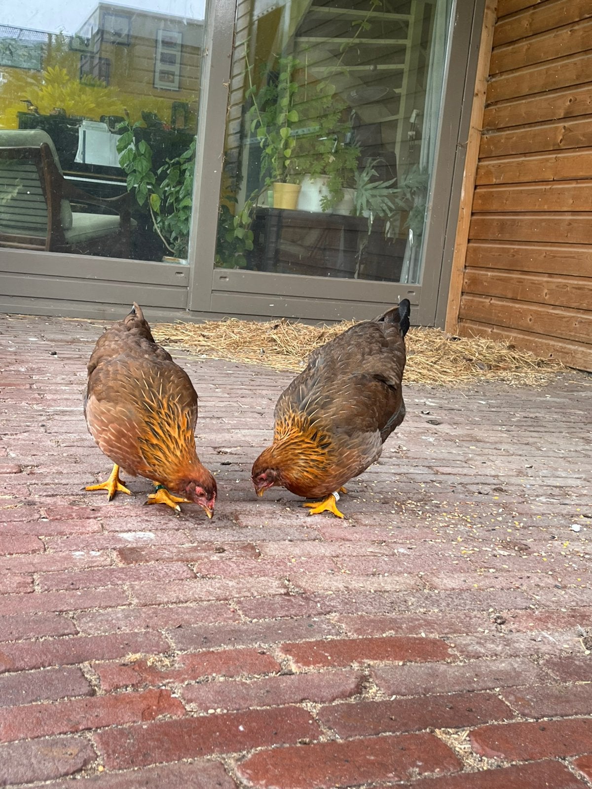 Jonge welsumer en barnevelder hennen te koop, Dieren en Toebehoren, Vrouwelijk, Kip