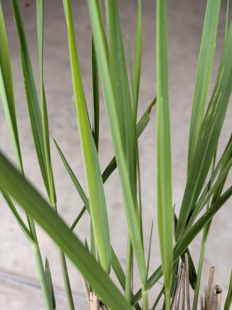 Panicum virgatum 'Northwind' – Vingergras p9, Ophalen, Vaste plant, Siergrassen, Halfschaduw