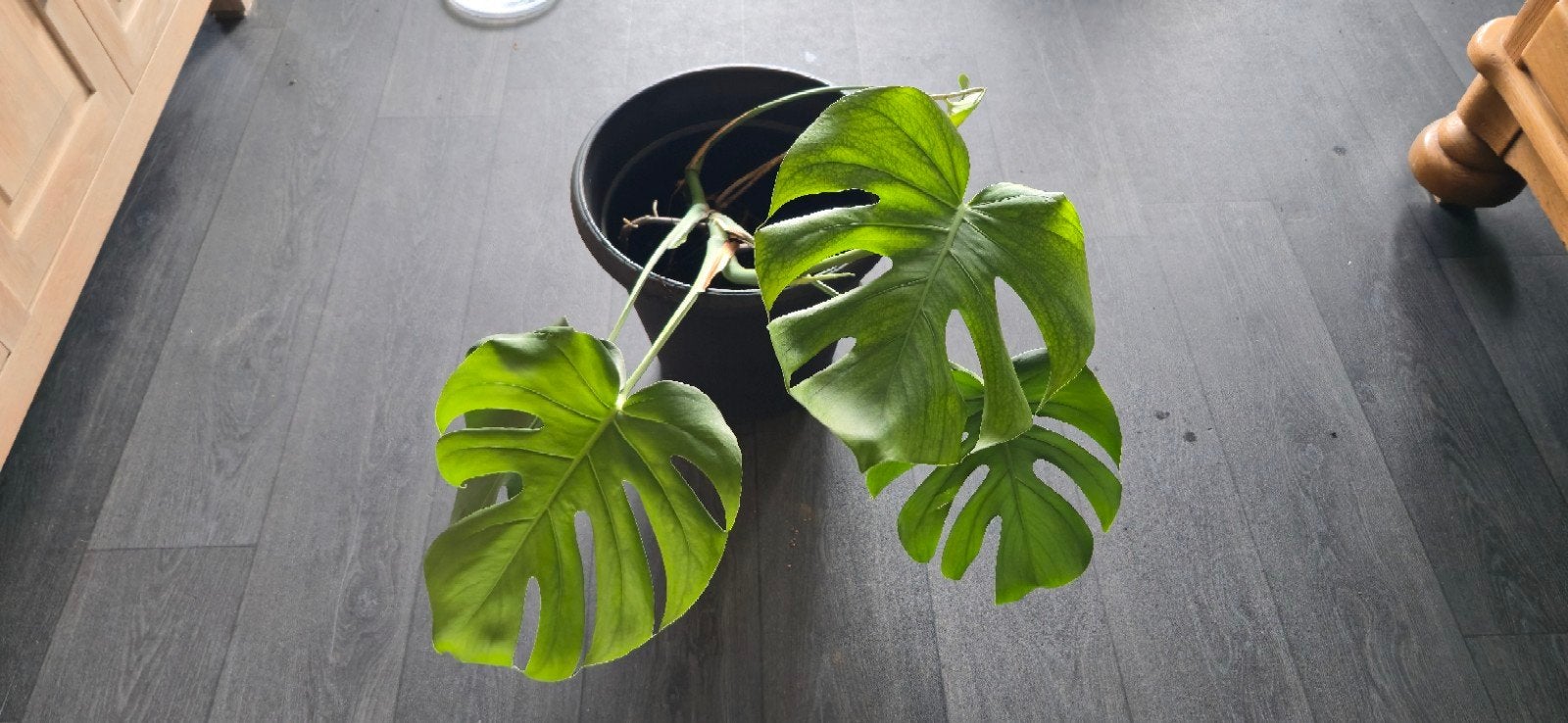 Monstera Deliciosa - Zonder pot, Tuin en Terras, Planten | Tuinplanten, Ophalen, Vaste plant, Bloeit niet, Halfschaduw