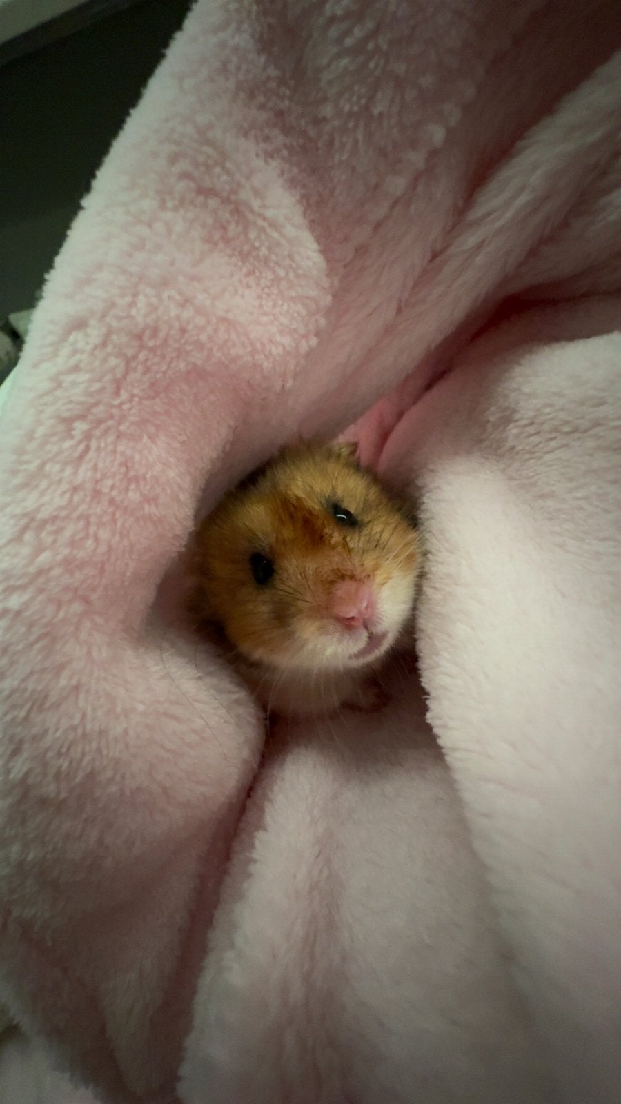 Russishe goud hamster, Dieren en Toebehoren, Hamster, Mannelijk, Tam, Oktober