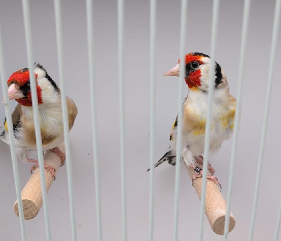 Majoor Putters nog 1 man uit 2024 ., Dieren en Toebehoren, Vogels | Overige Vogels, Meerdere dieren, Wildzangvogel