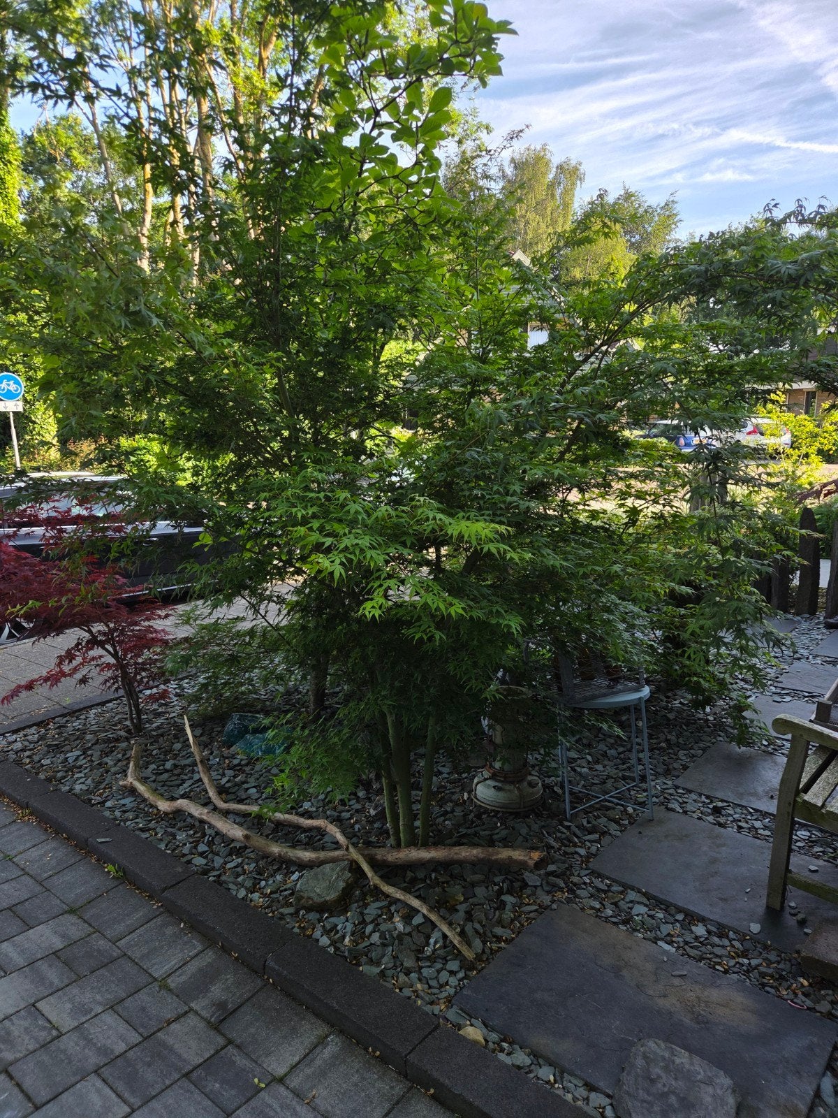 Grote Japanse esdoorn acer palmatum boom, struik, Tuin en Terras, Ophalen, Bloeit niet, Halfschaduw, Overige soorten