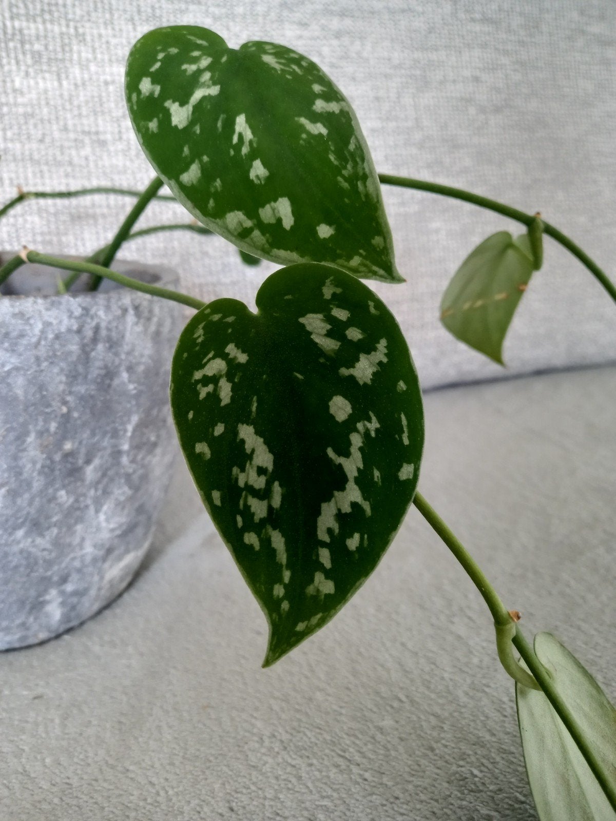 Epipremnum plant, Ophalen, Halfschaduw, Minder dan 100 cm