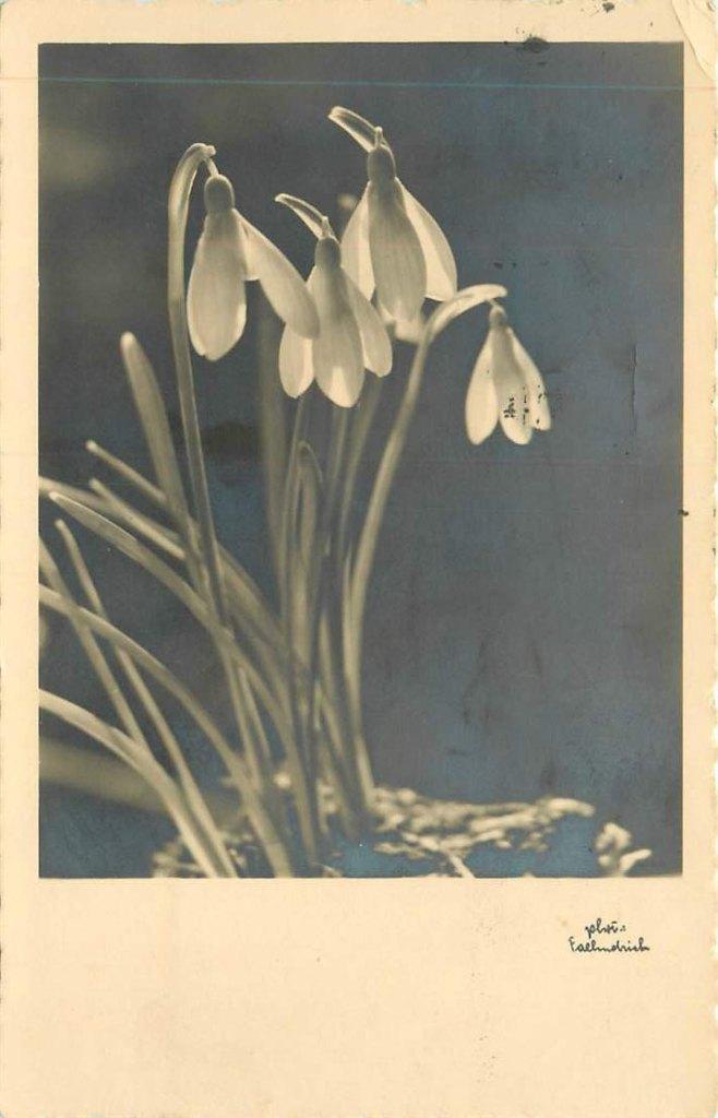 381-278-011 Bloem, Verzenden, Voor 1920, Overige thema's