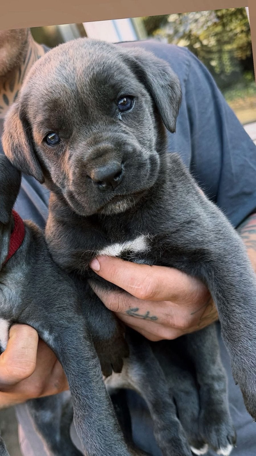 Cane Corso 9 weken oud ! Een teefje, Dieren en Toebehoren, België, Particulier, Overige rassen, CDV (hondenziekte)