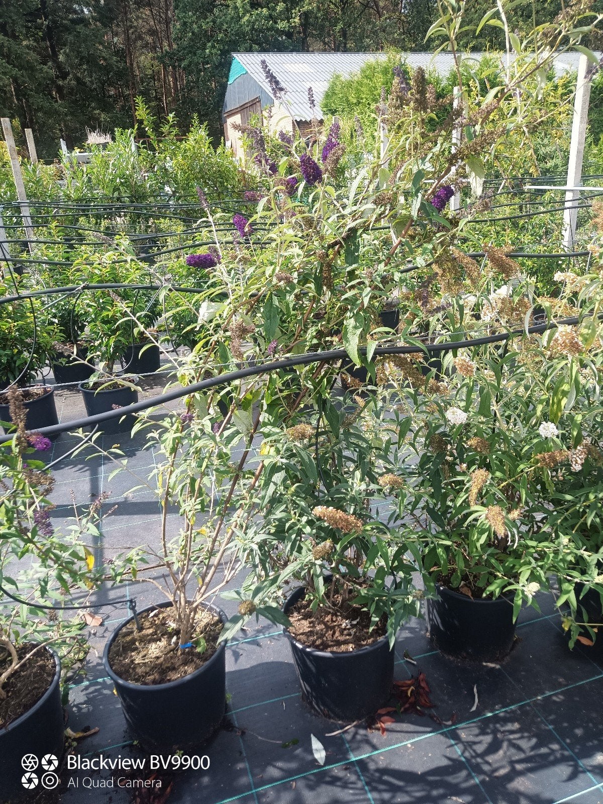 24 vlinderstruiken buddleja roze, paars en wit 125-150cm, Tuin en Terras, Ophalen of Verzenden, Overige soorten, Struik, 100 tot 250 cm
