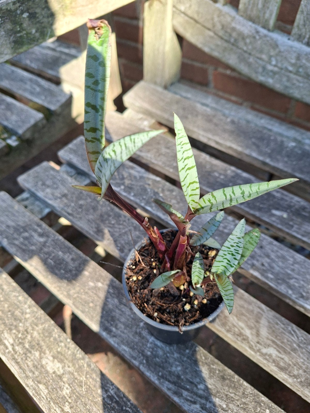 2x ledebouria, Ophalen of Verzenden, Halfschaduw, Minder dan 100 cm