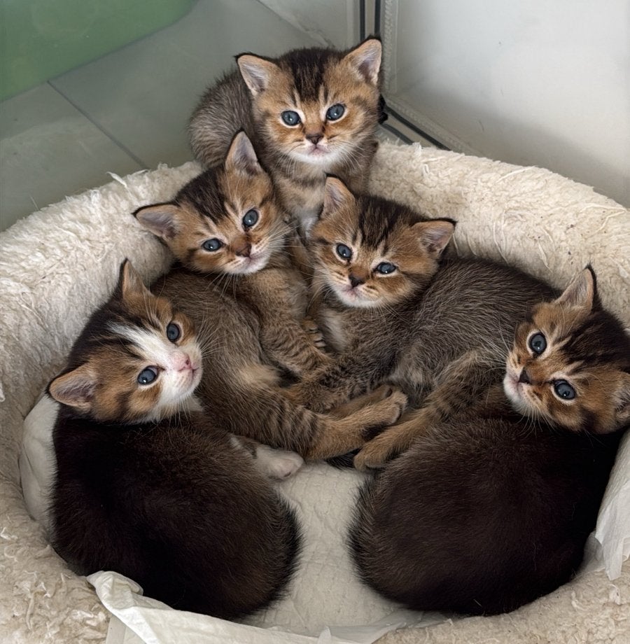 Shaded & Tabby british short hair kittens