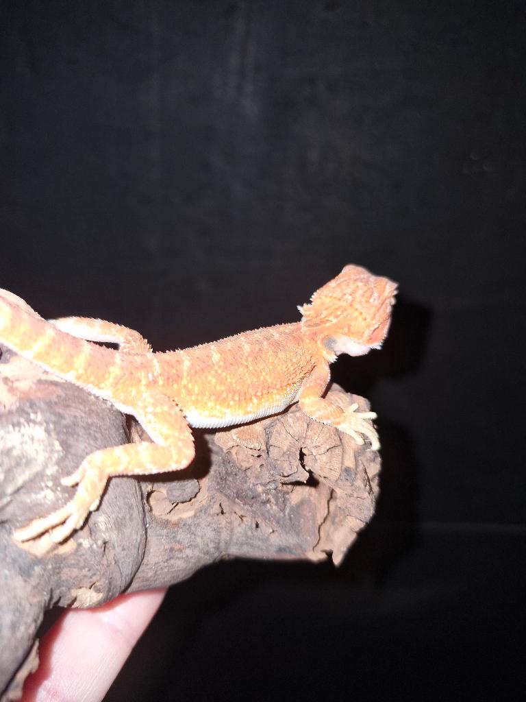 Baardagaam Orange dunner trans hypo Bearded Dragon - unknown for sale from mario