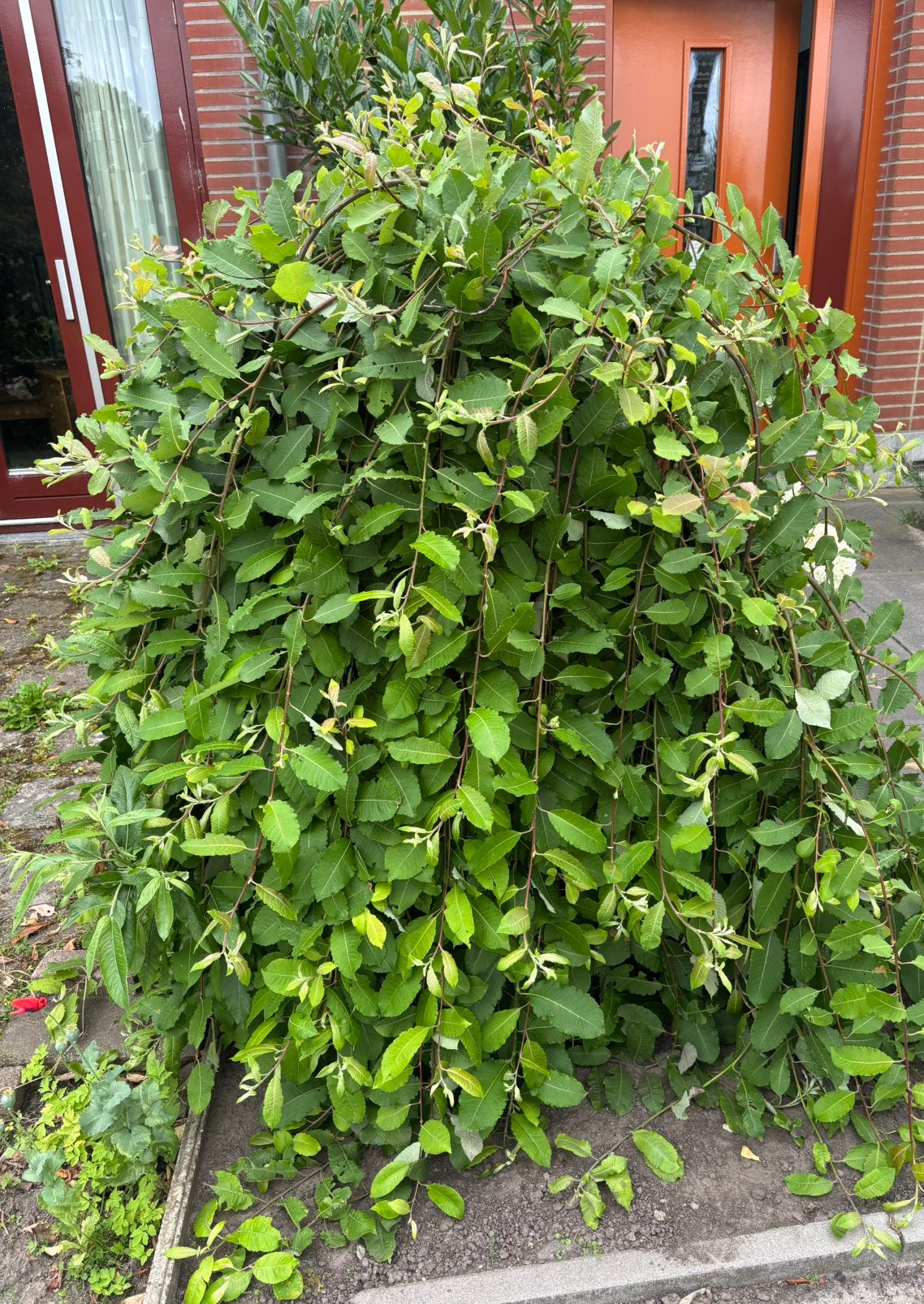 Treurwilg (Salix), Volle zon, Vaste plant, Lente, Ophalen