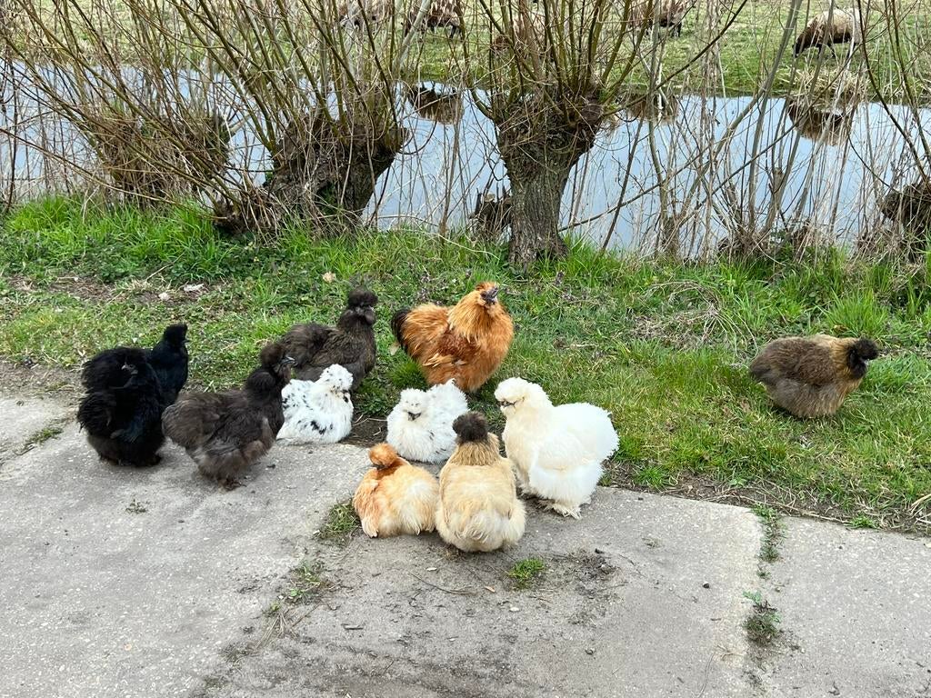 Broedeieren zijdehoen zijdehoender | Diverse kleuren, Dieren en Toebehoren, Pluimvee, Kip