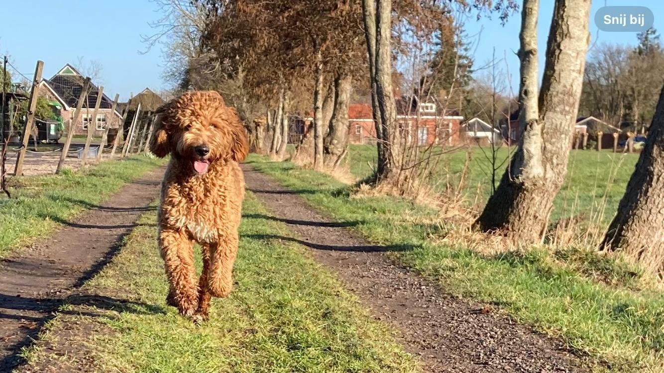 Lieve knappe vrolijke dekreu (Doodle), Reu, 1 tot 2 jaar, Eén hond, CDV (hondenziekte)