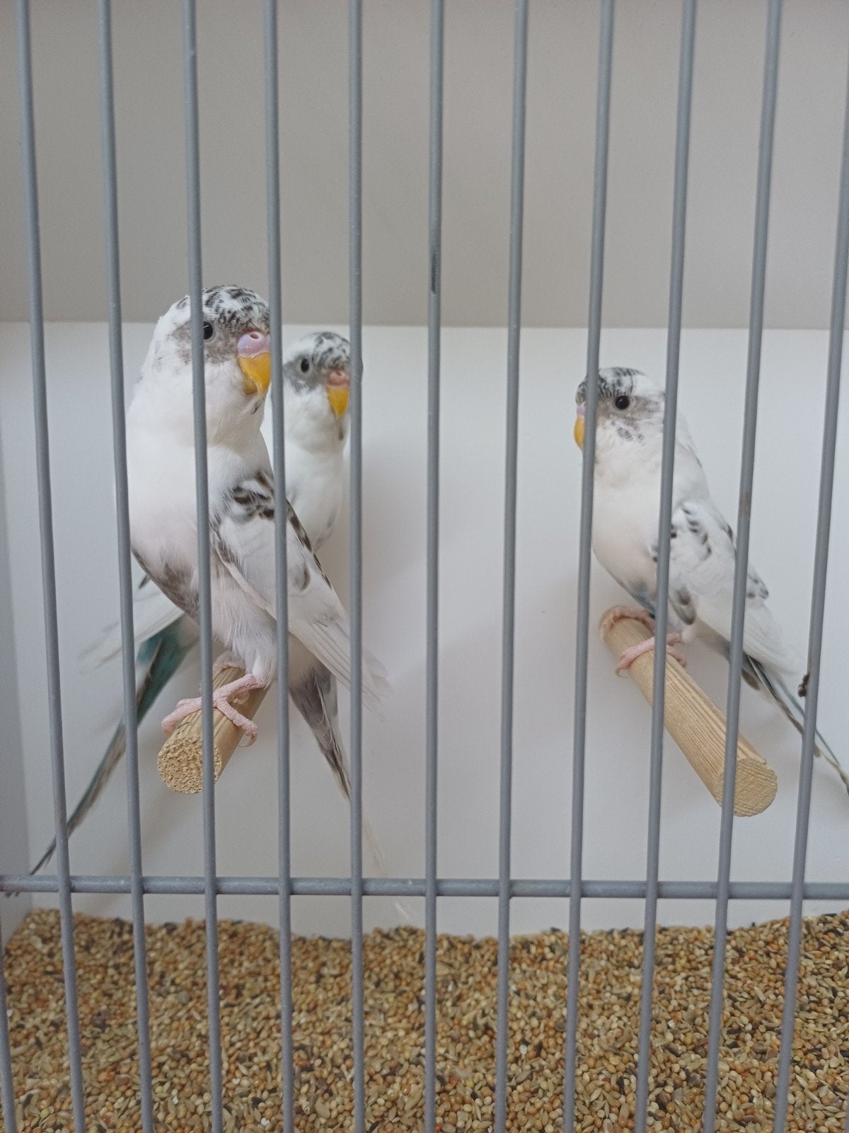 3 jonge recessief bonte mannen., Mannelijk, Kleurkanarie