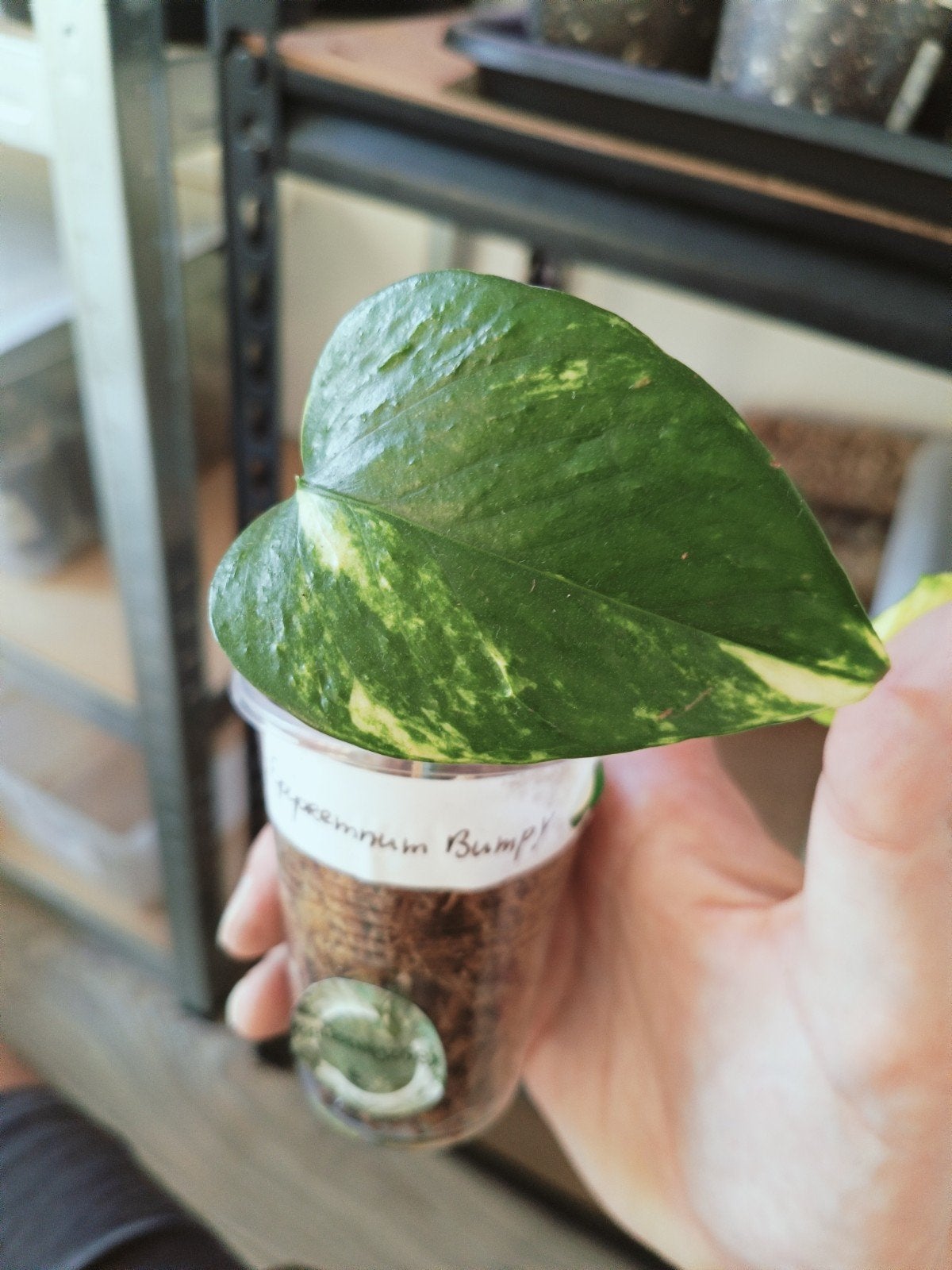 Epipremnum bumpy, Overige soorten, In pot, Minder dan 100 cm, Groene kamerplant
