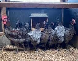 Australorp kippen., Vrouwelijk, Kip