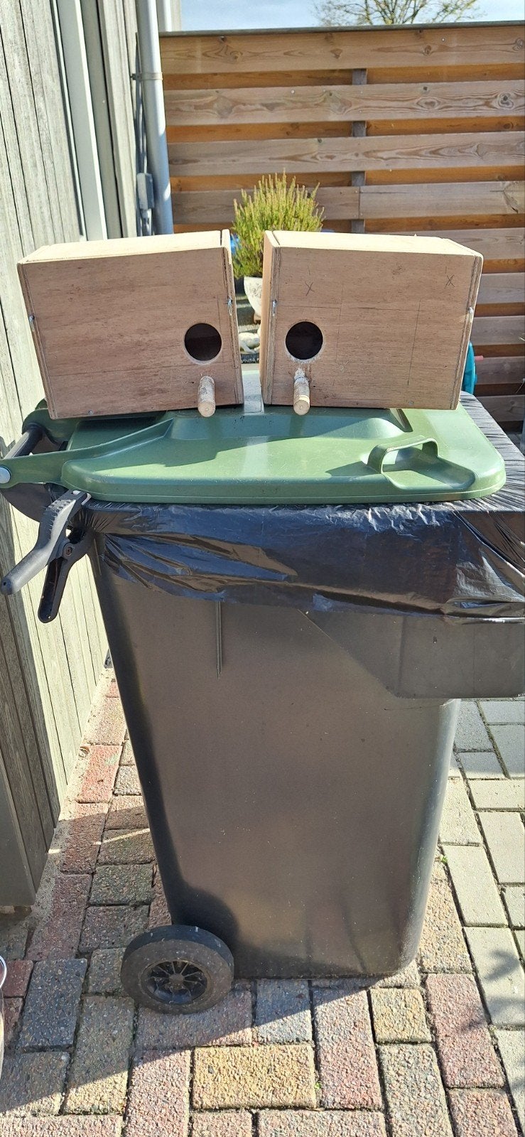 2 broedhokken parkiet, Ophalen