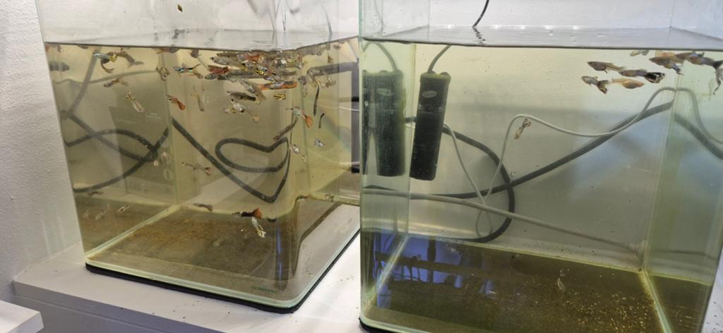 2x aquarium 30 liter met guppen., Ophalen, Zo goed als nieuw, Gevuld zoetwateraquarium