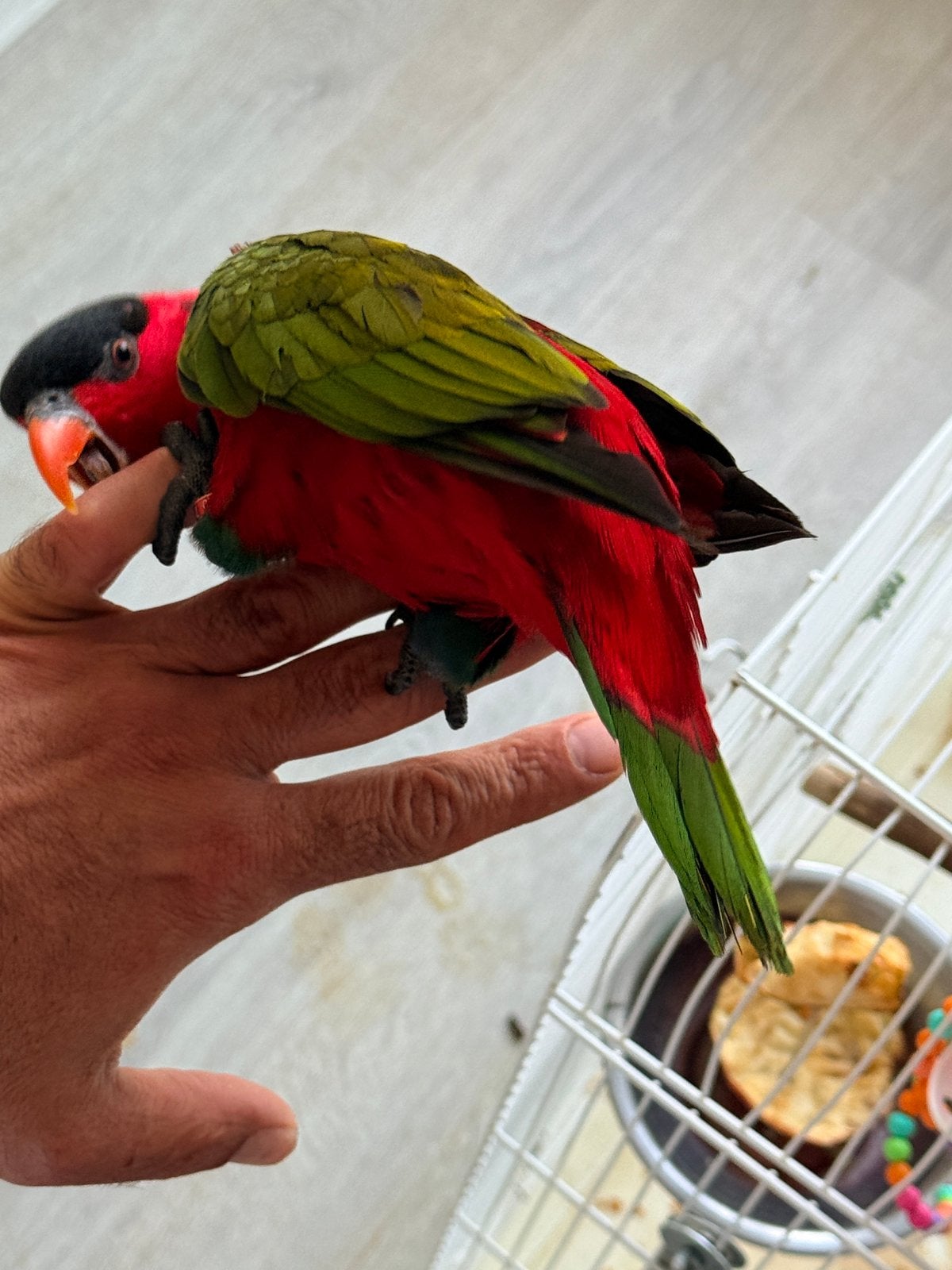 Black-Capped Lory (Lorius lory), Mannelijk, Papegaai, Tam