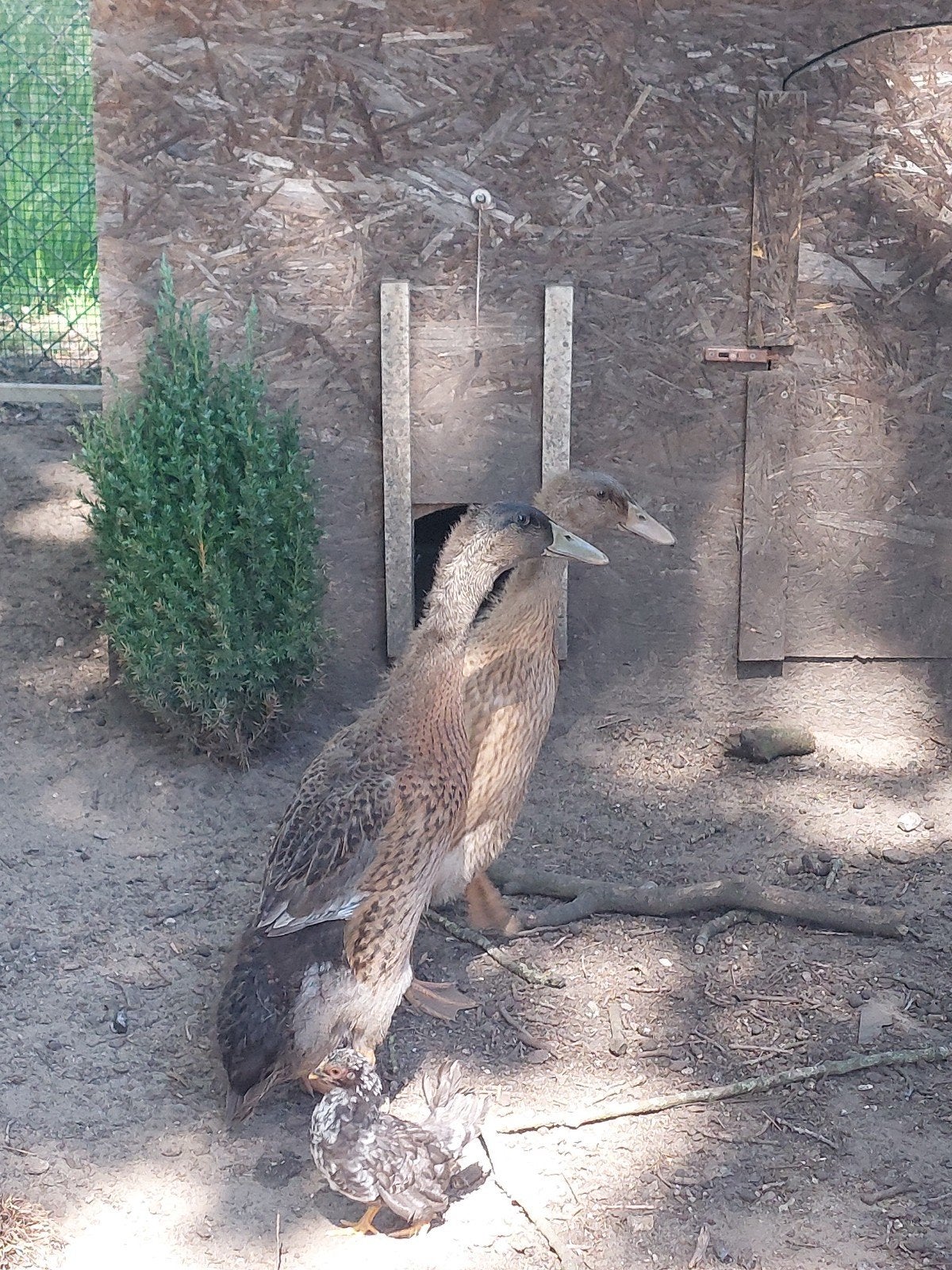 Loopeenden, Meerdere dieren, Eend