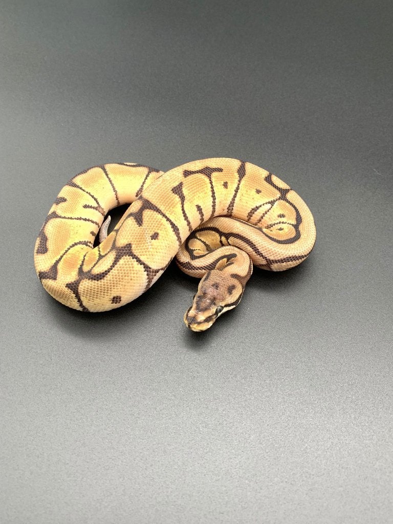 1.0 spider het desert ghost python regius, Slang, 0 tot 2 jaar