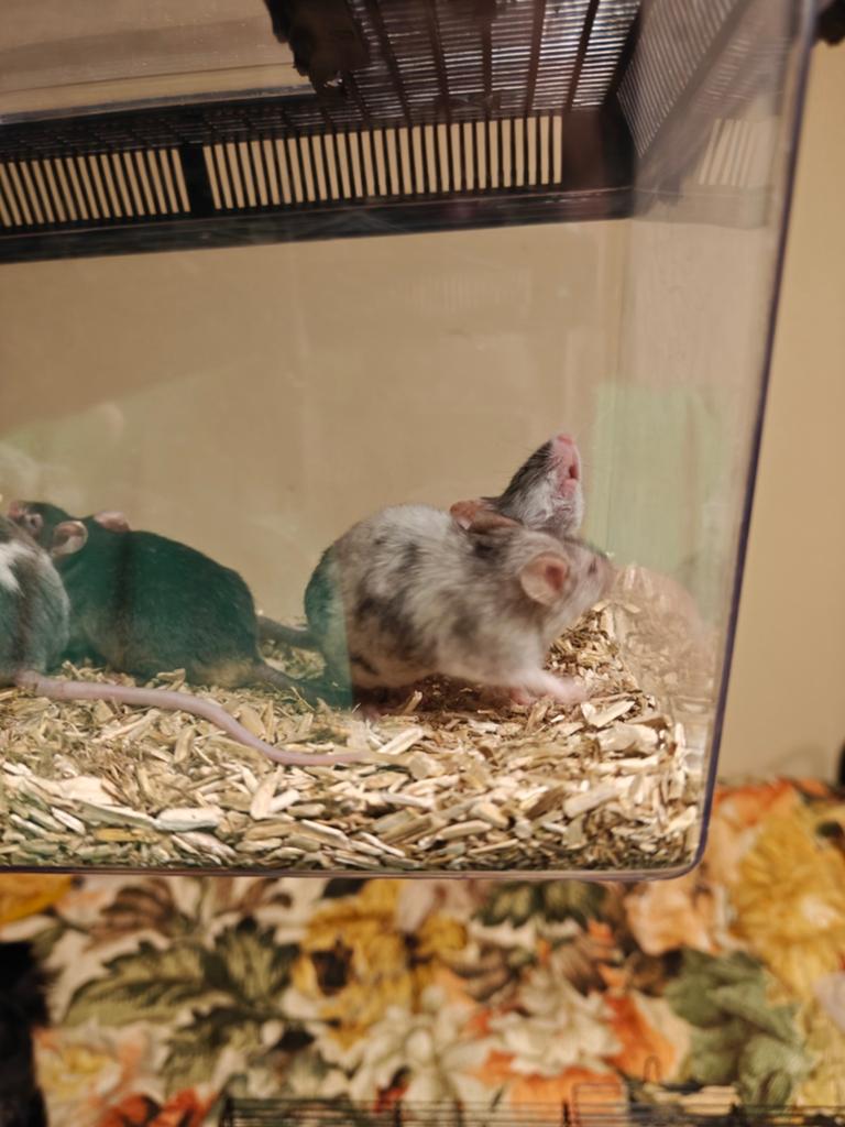 Muizen te koop, Dieren en Toebehoren, Knaagdieren, April, Muis, Vrouwelijk, Tam