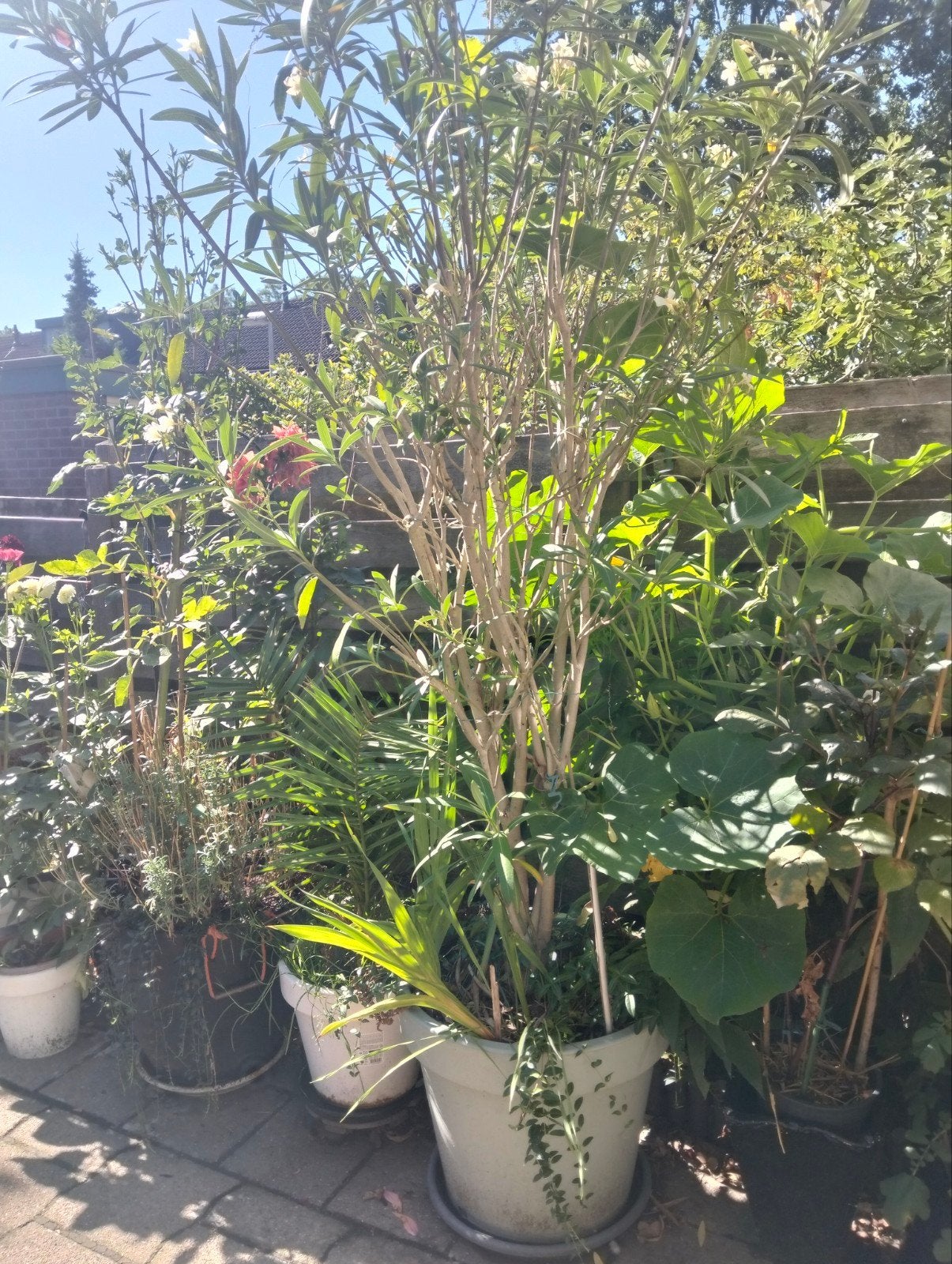 Prachtige witte Oleander - 250 cm hoog, Overige soorten, Volle zon, Vaste plant, Ophalen of Verzenden