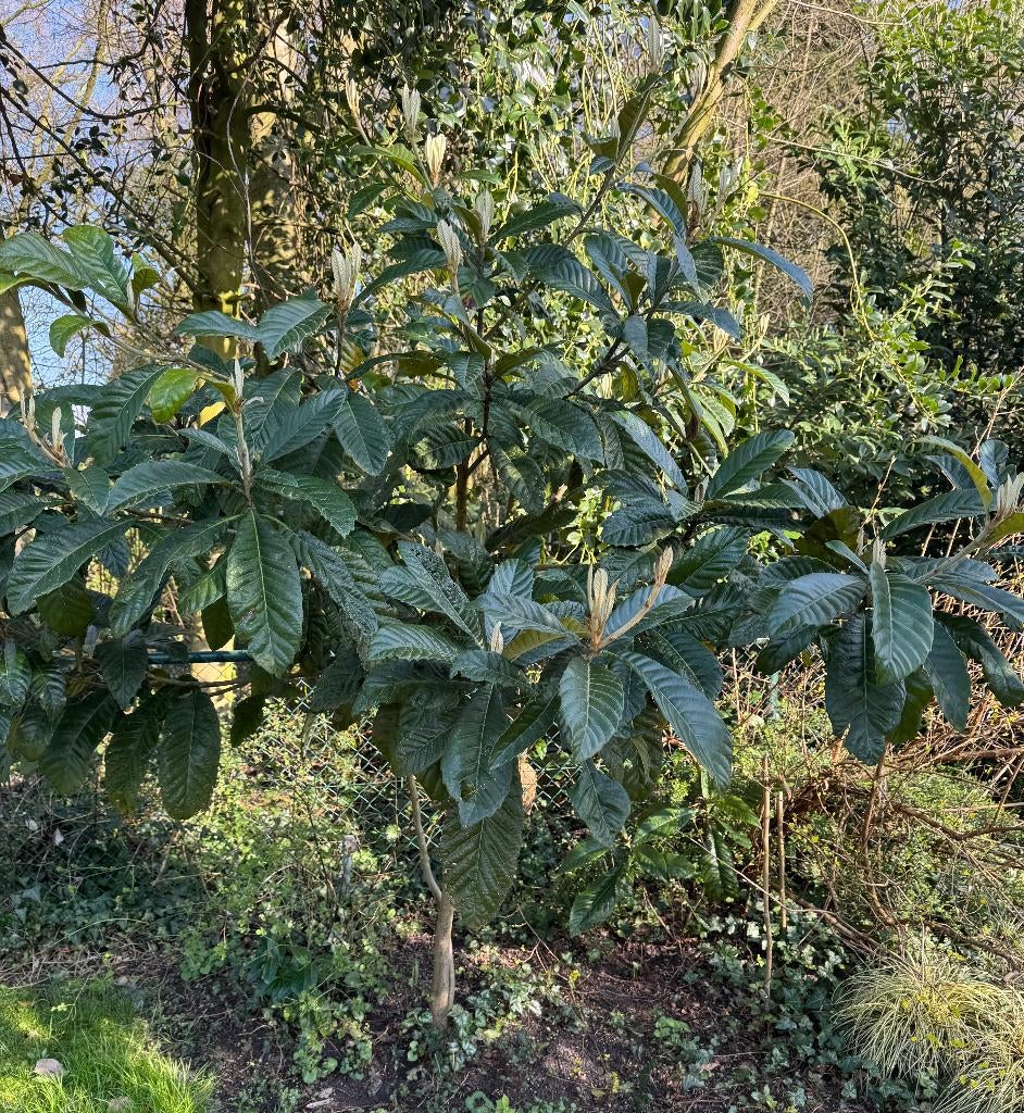 Japanse mispel, Tuin en Terras, Planten | Bomen, Overige soorten, 100 tot 250 cm, Halfschaduw, Ophalen