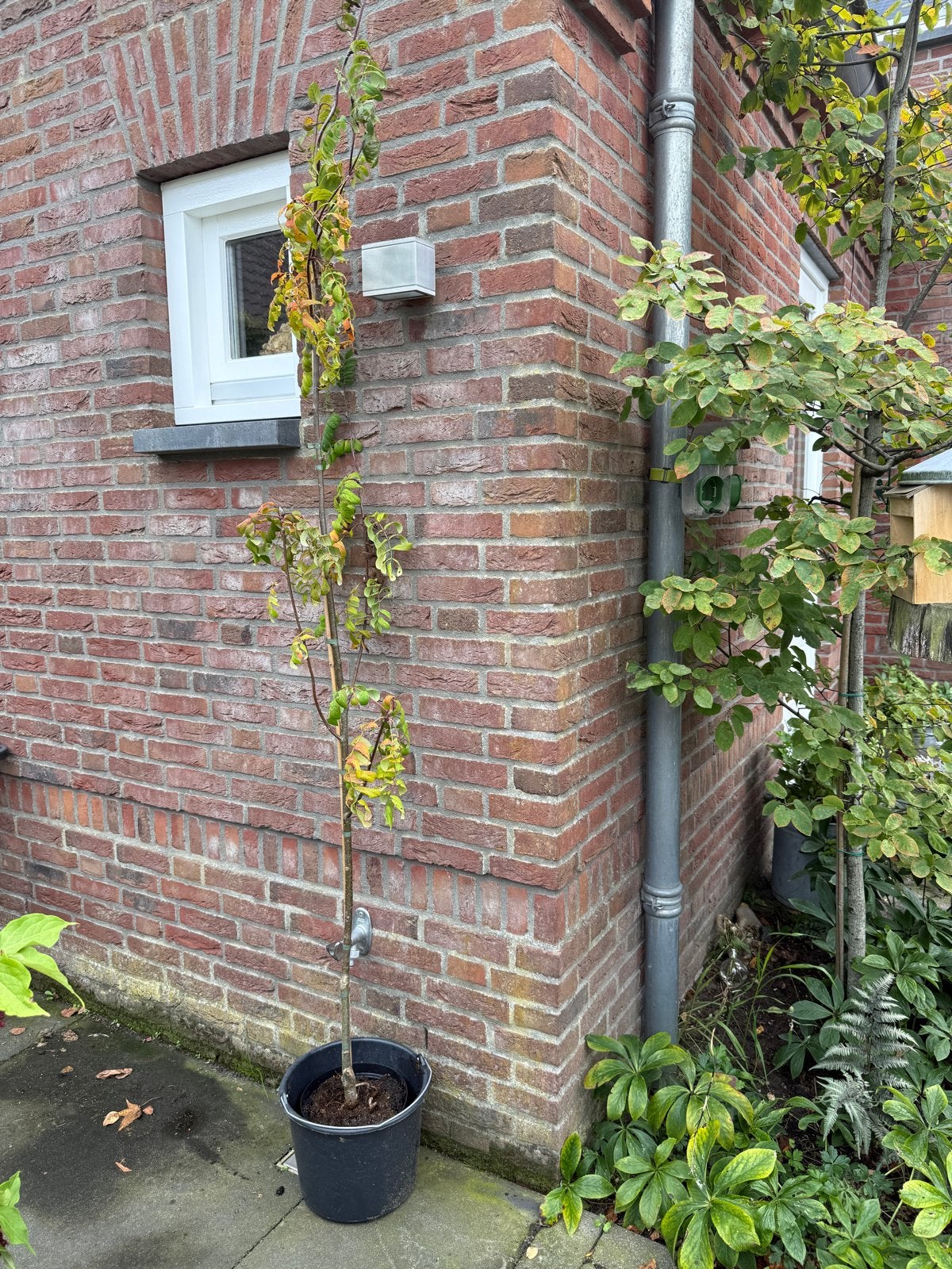 Jonge Lijsterbes boom | Sorbus aucuparia edulis | 150-200cm, Tuin en Terras, Lente, 100 tot 250 cm, Volle zon, In pot