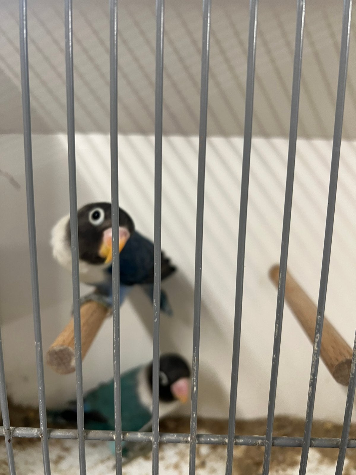 Jonge personata’s te koop, Dieren en Toebehoren, Vogels | Parkieten en Papegaaien, Meerdere dieren, Dwergpapegaai of Agapornis