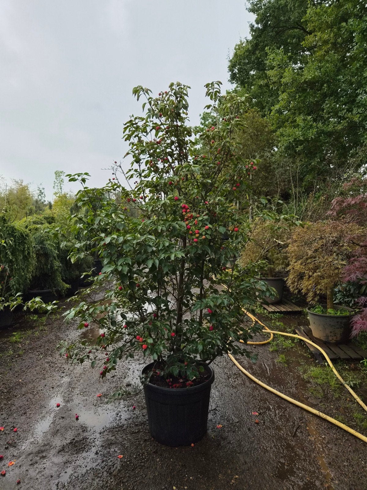 Cornus Kousa Chinensis XXL - Grote Japanse Kornoelje, Halfschaduw, Overige soorten, Lente, 250 tot 400 cm