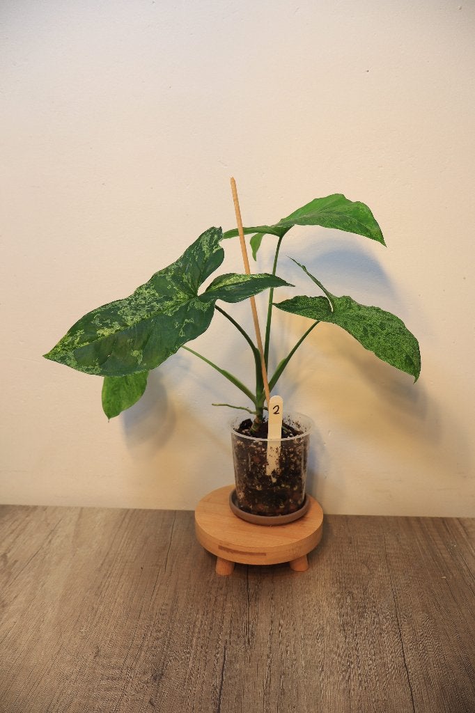 Syngonium Mottled Mojito #2, Huis en Inrichting, Kamerplanten, Ophalen, Overige soorten, Halfschaduw, In pot