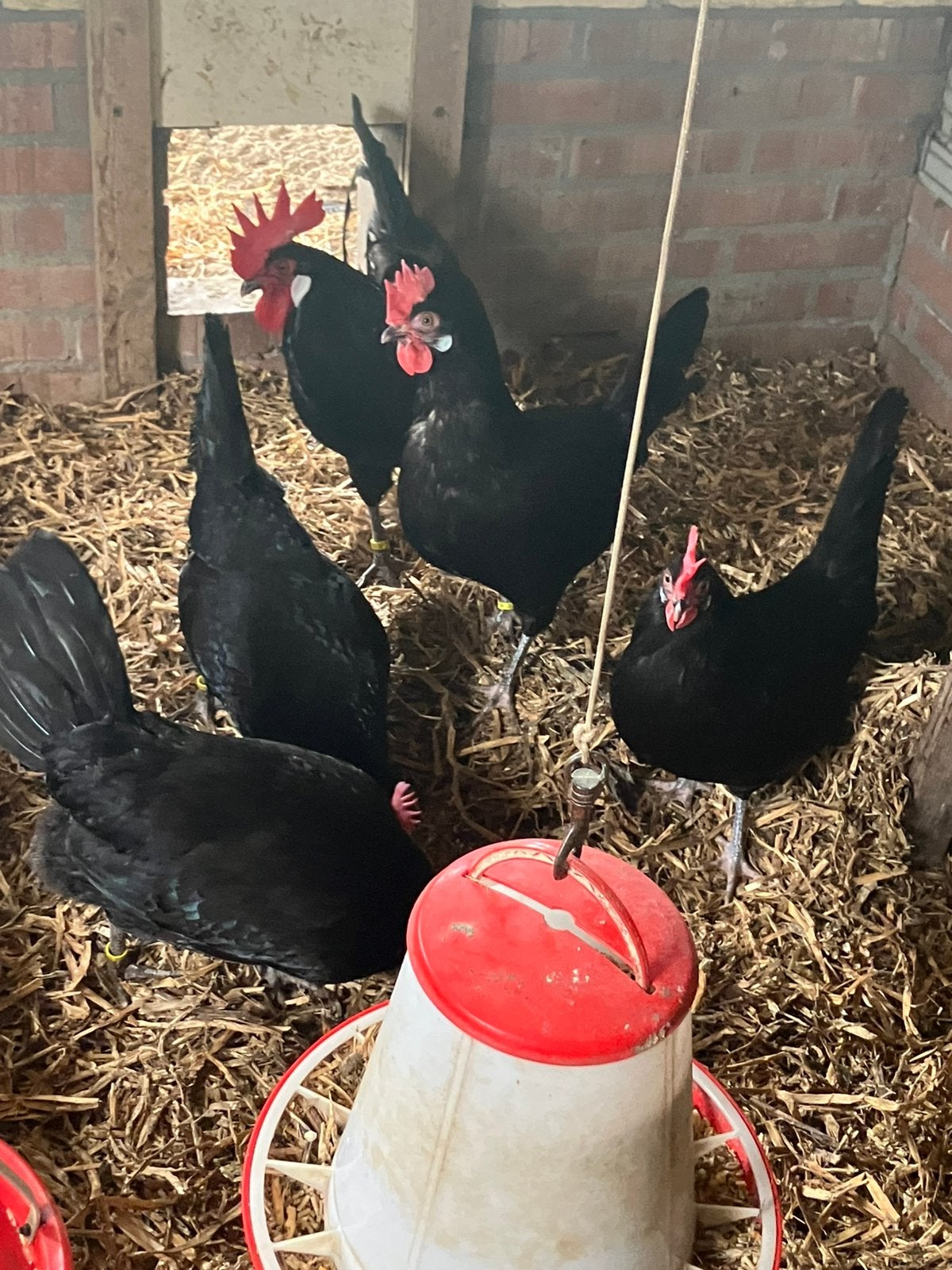 Friese kippen 4+1 zwart, Dieren en Toebehoren, Meerdere dieren, Kip