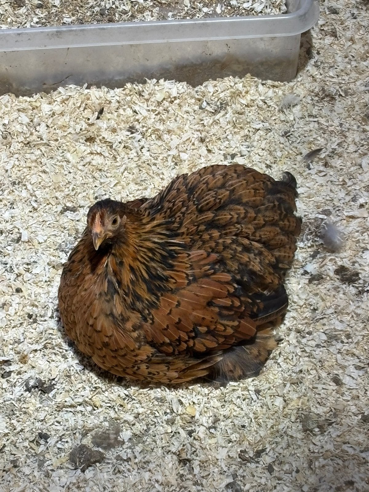 Cochins te koop, Mannelijk, Kip