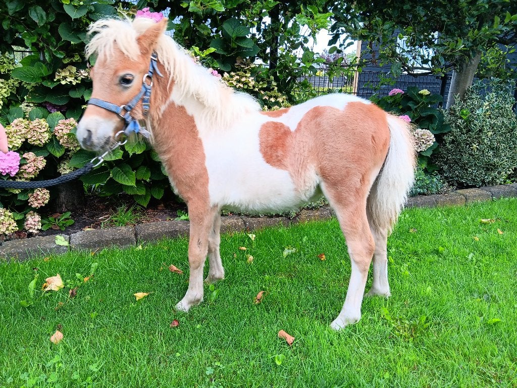 shetland hengst veulen te koop, Dieren en Toebehoren, Pony's, Niet van toepassing, Hengst, A pony (tot 1.17m), Recreatiepony