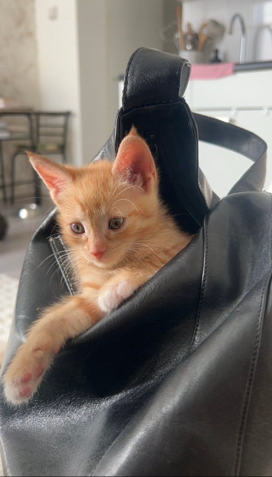 Lieve aanhankelijke kittens zoeken forever home, Meerdere dieren