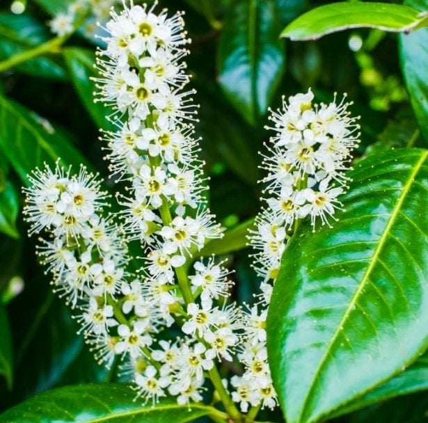 Laurierboom Prunus Novita (Groenblijvend!) €95,-, Tuin en Terras, Planten | Bomen, In pot, Halfschaduw, Lente, 250 tot 400 cm