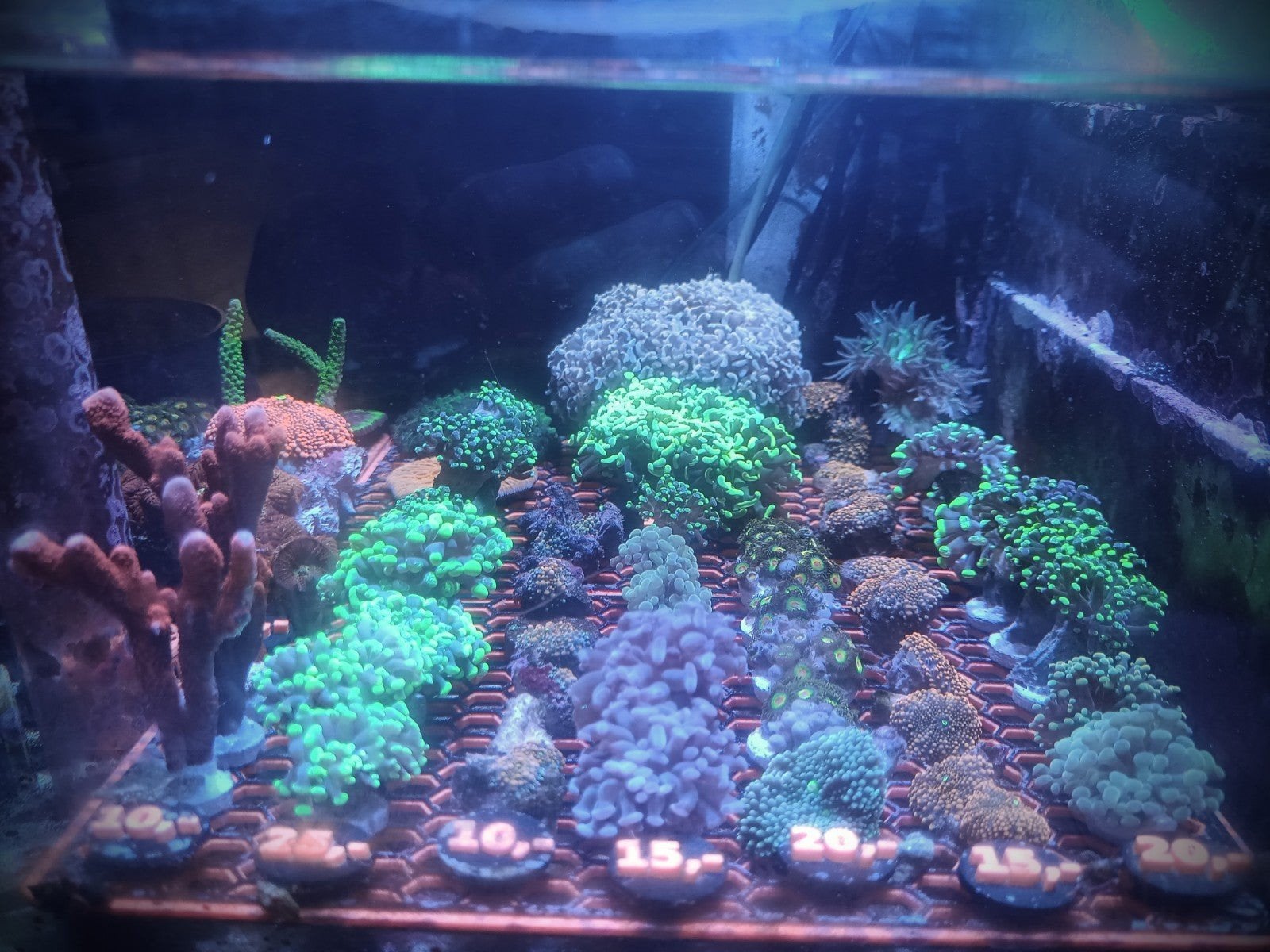 Veel verschillende koralen, Dieren en Toebehoren, Vissen | Aquariumvissen, Overige typen, Zoutwatervis
