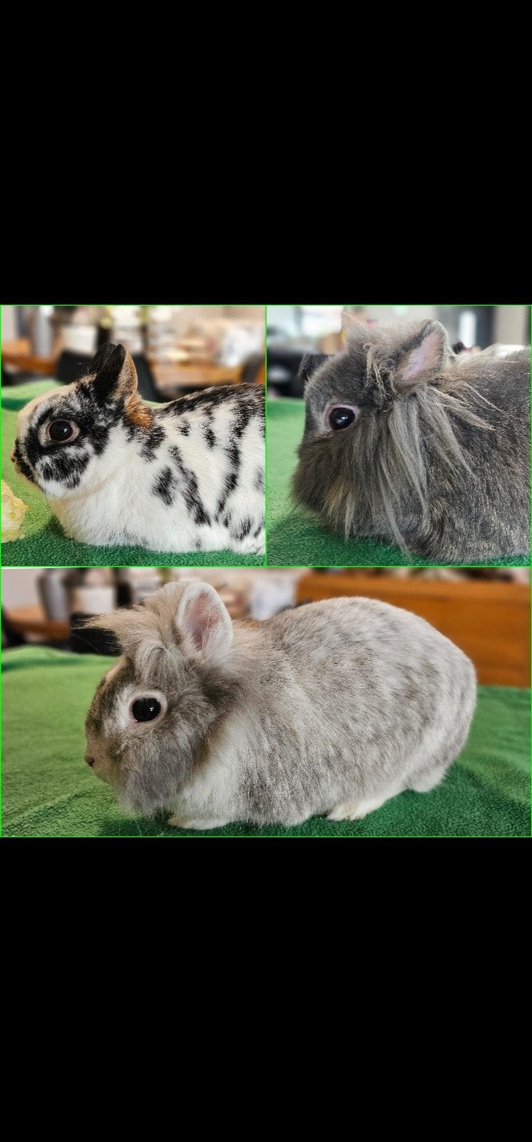 3 Löffelohr konijnen, Dieren en Toebehoren, Konijnen, Meerdere dieren, Middelgroot, 3 tot 5 jaar
