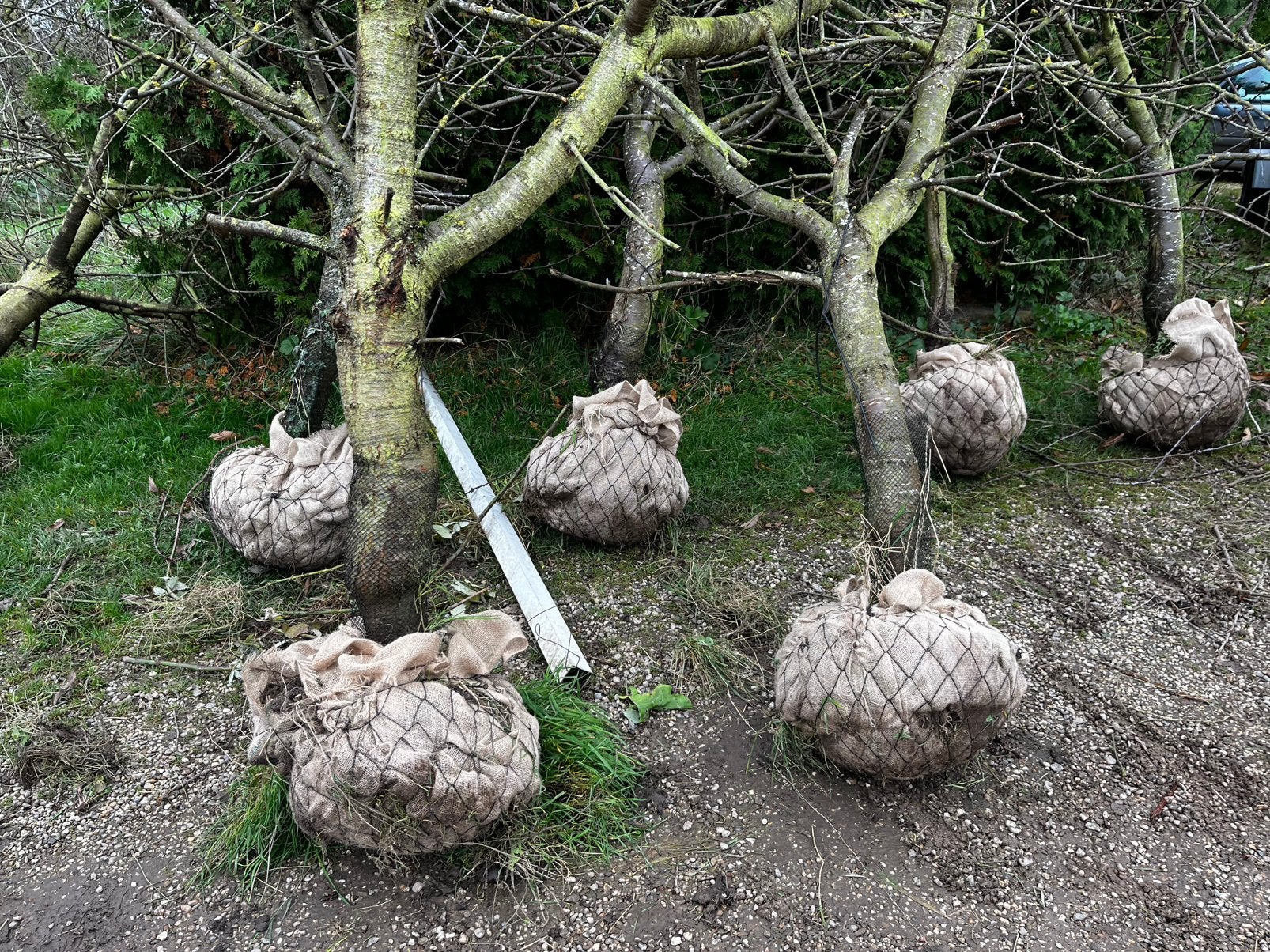 5 toprassen laagstam kersenbomen, Ophalen, Volle zon, Overige soorten