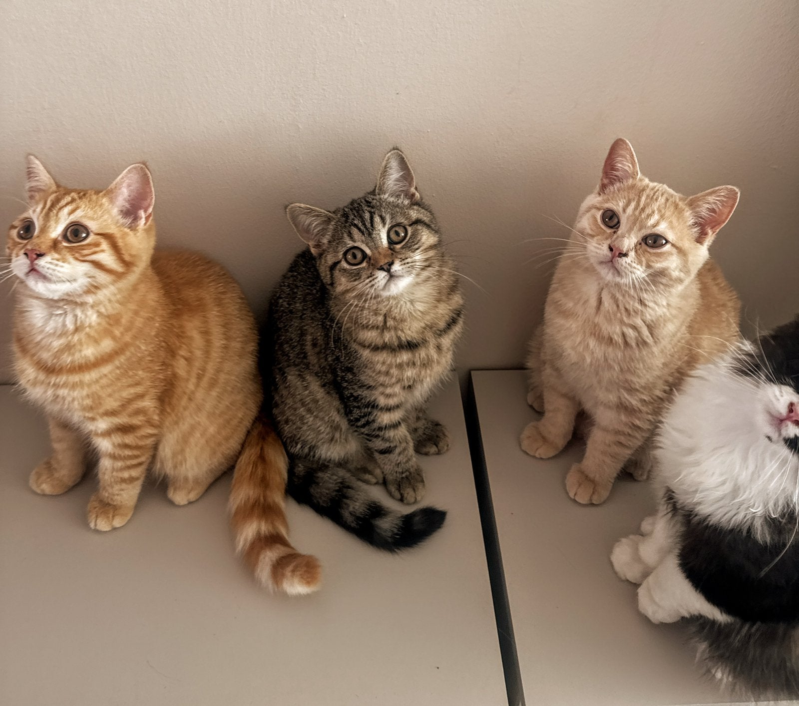 Kittens❤️ 3 Britse korthaar & 1 langhaar -nu verhuizen-🩺✅, Meerdere dieren, Ontwormd, 0 tot 2 jaar