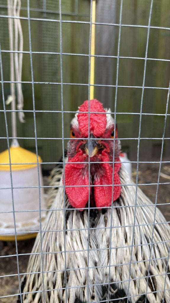Wyandotte haan, Dieren en Toebehoren, Pluimvee, Mannelijk, Kip
