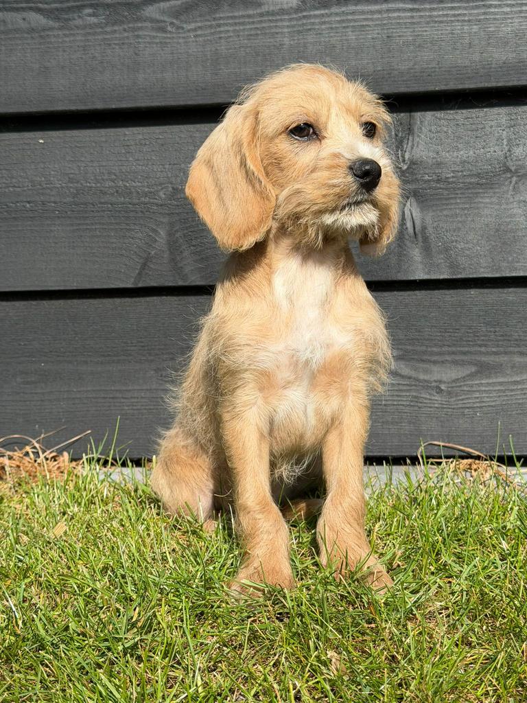Cockapoo pups, Overige rassen, 8 tot 15 weken, Parvo, Meerdere