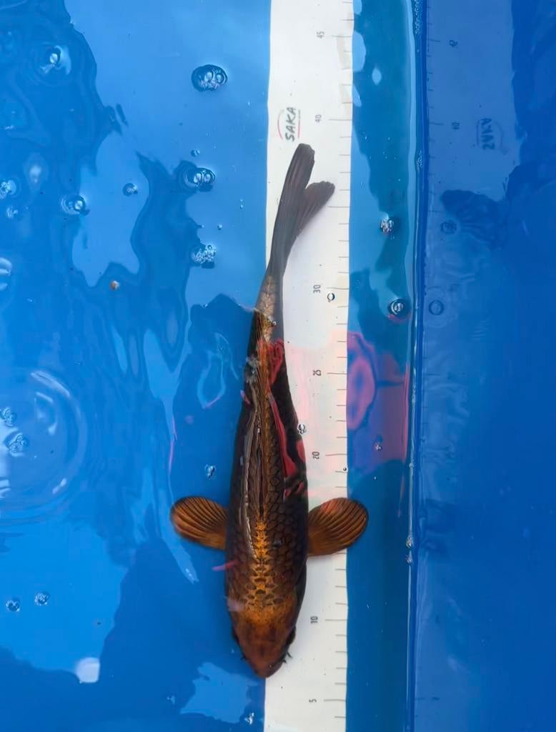 Te koop: Mukashi Ogon koikarper, Karper of Koi