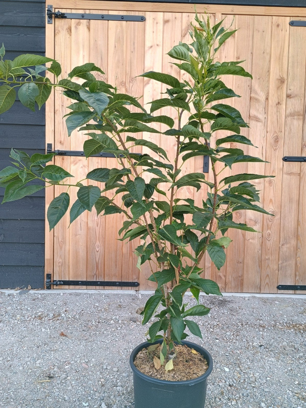Prunus Kanzan - Japanse Sierkers in pot, Overige soorten, Lente, 100 tot 250 cm, Ophalen