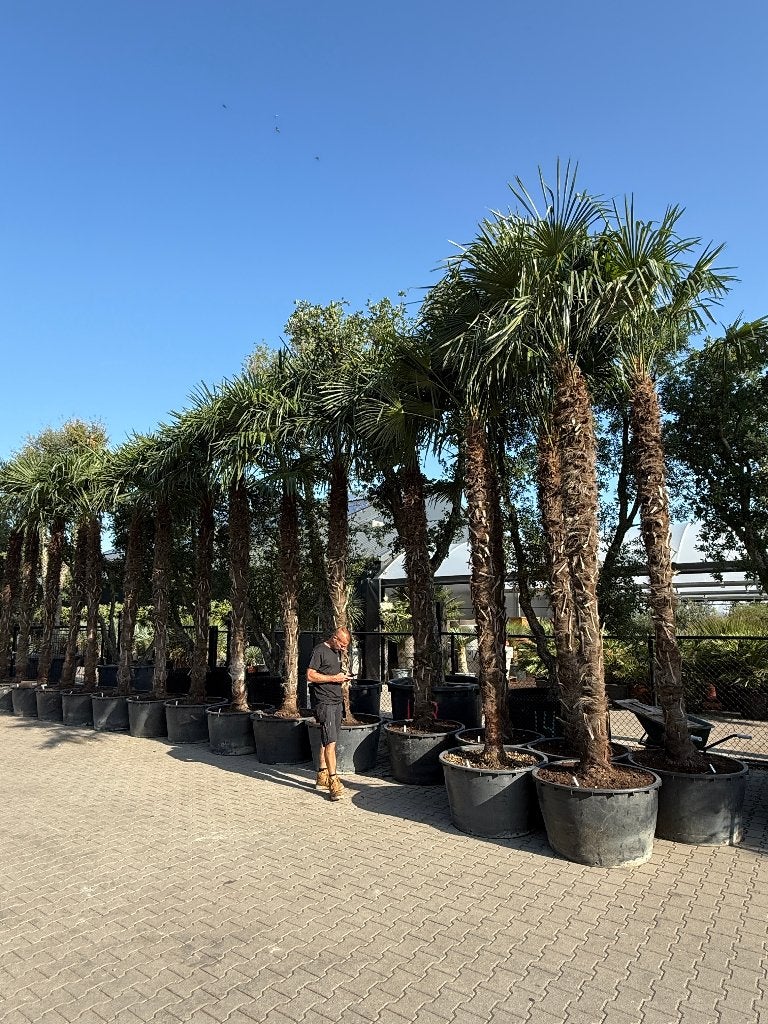 Trachycarpus fortunei palmbomen met stamhoogte 300-350 cm !!, Tuin en Terras, In pot, Halfschaduw, Ophalen of Verzenden, 250 tot 400 cm