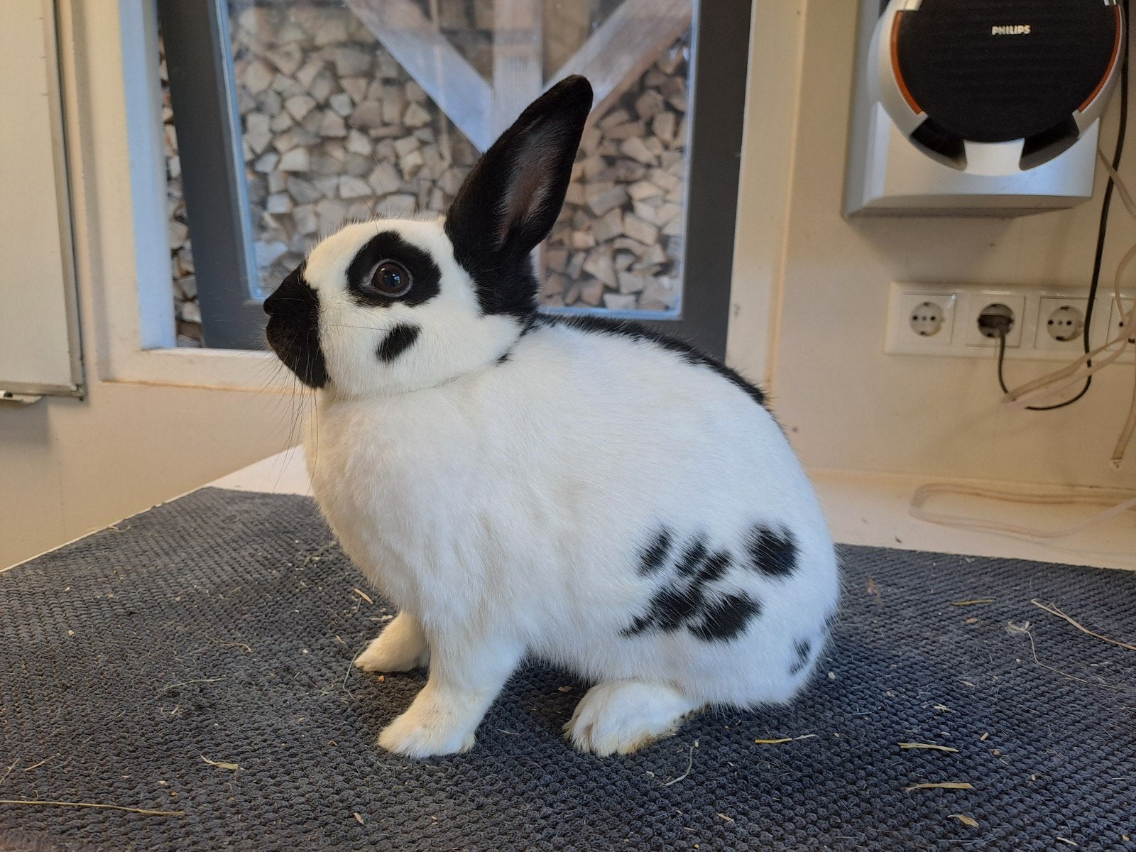 klein lotharinger, Dieren en Toebehoren, Meerdere dieren, Klein, 0 tot 2 jaar