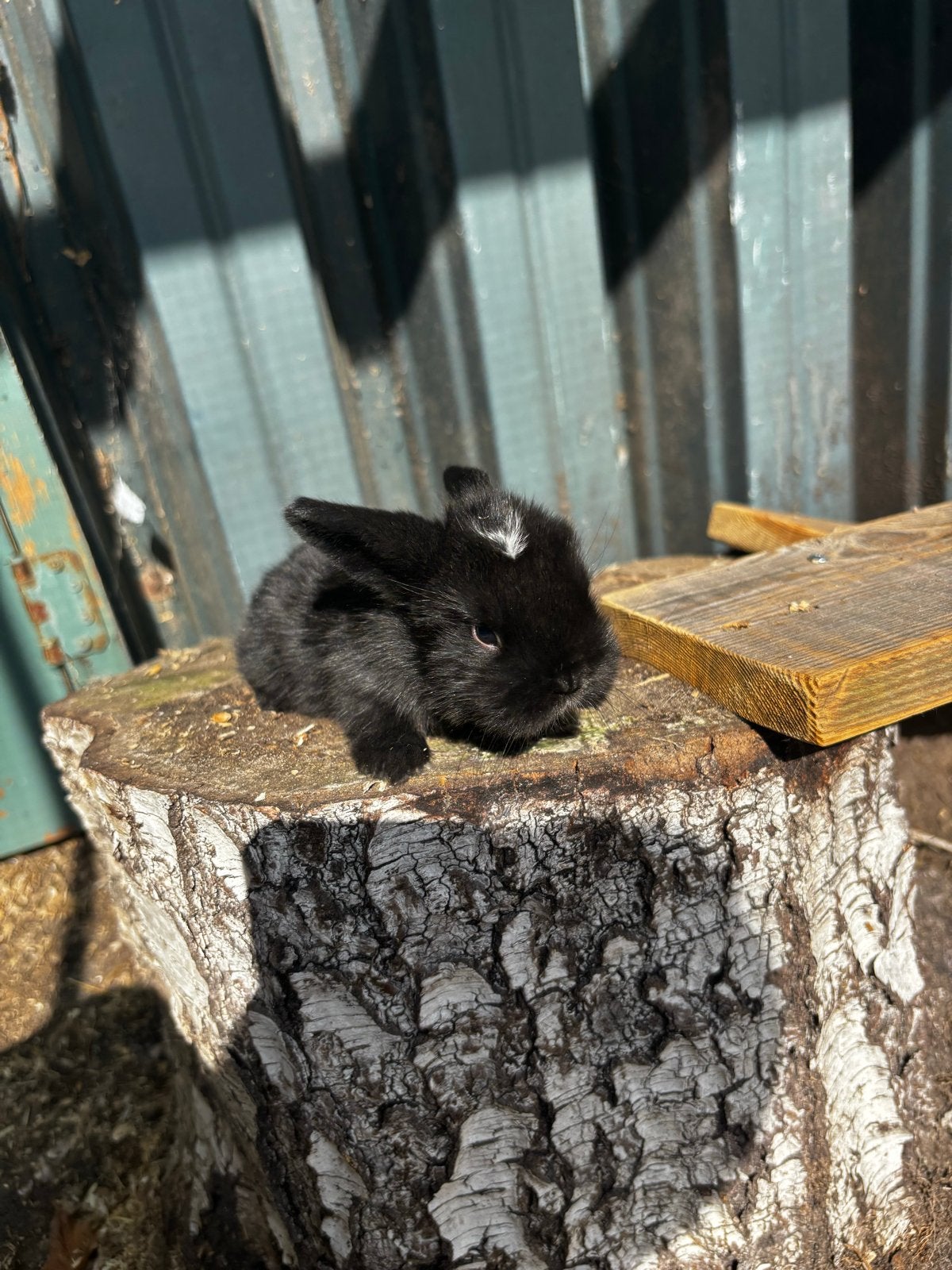 Jonge hangoor konijnen, Dieren en Toebehoren, Konijnen, Middelgroot, Meerdere dieren, 0 tot 2 jaar, Hangoor